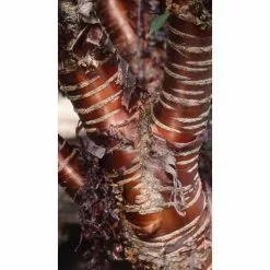 Prunus Serrula | Multi Stem Tibetan Cherry Blossom Tree | 18L Pot | 160-200cm -All Plants Sales Store TR1236 add image 4 7c72