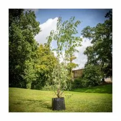 Prunus Serrula | Multi Stem Tibetan Cherry Blossom Tree | 18L Pot | 160-200cm -All Plants Sales Store TR1236 add image 5 cde5