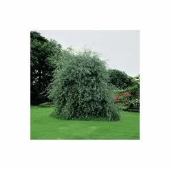 Pyrus Salicifolia 'Pendula' Tree | Weeping Silver Pear Tree | 9L Pot | 120-150cm -All Plants Sales Store TR1276 add image 2 a52c