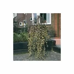 Salix Caprea 'Kilmarnock' | Weeping Willow Tree | 5L Pot| 100-140cm -All Plants Sales Store TR1277 add image 5 cd5a
