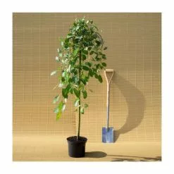 Salix Caprea 'Kilmarnock' | Weeping Willow Tree | 5L Pot| 100-140cm -All Plants Sales Store TR1277 add image 6 302d