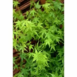 Acer Palmatum | Japanese Maple Tree | Bare Root | 120-150cm 7 Acer Palmatum | Japanese Maple Tree | Bare Root | 120-150cm -All Plants Sales Store TR1304 add image 1 c4f6