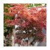 Acer Palmatum | Japanese Maple Tree | Bare Root | 120-150cm -All Plants Sales Store TR1304 main image bea0