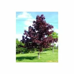 Acer Platanoides 'Crimson King' | Purple Norway Maple Tree | Bare Root | 120-150cm -All Plants Sales Store TR1319 add image 1 51cf
