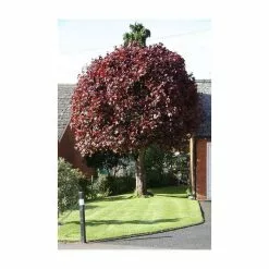 Acer Platanoides 'Crimson King' | Purple Norway Maple Tree | Bare Root | 120-150cm -All Plants Sales Store TR1319 add image 3 2da6