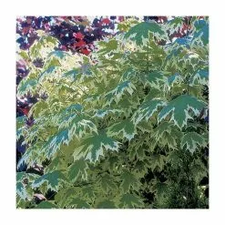 Acer Platanoides 'Drummondii' | Silver Variegated Norway Maple Tree | Bare Root | 120-150cm -All Plants Sales Store TR1320 add image 3 8537