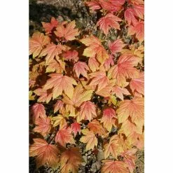 Acer Platanoides 'Drummondii' | Silver Variegated Norway Maple Tree | Bare Root | 120-150cm -All Plants Sales Store TR1320 add image 4 5d4f
