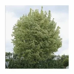 Acer Platanoides 'Drummondii' | Silver Variegated Norway Maple Tree | Bare Root | 120-150cm