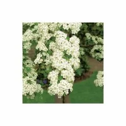 Crataegus Laevigata 'Plena' | Double White Flowering Hawthorn Tree | Bare Root | 110-140cm -All Plants Sales Store TR1321 add image 2 70f7