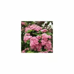 Crataegus Laevigata 'Rosea Flore Pleno' | Hawthorn Tree | Bare Root | 110-140cm