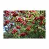 Crataegus Persimilis 'Prunifolia' | Broad-leaved Cockspur Hawthorn Tree | Bare Root | 110-140cm -All Plants Sales Store TR1323 main image a618