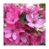 Malus 'Pink Glow' | Crab Apple Tree | Bare Root | 110-140cm -All Plants Sales Store TR1324 main image 54f5