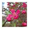 Malus 'Royal Beauty' | Purple Weeping Crab Apple Tree | Bare Root | 110-140cm -All Plants Sales Store TR1325 main image f431