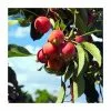 Malus 'Snowcloud' | Double Flowering Crab Apple Tree | Bare Root | 110-140cm 2 Malus 'Snowcloud' | Double Flowering Crab Apple Tree | Bare Root | 110-140cm -All Plants Sales Store TR1326 main image 9eac
