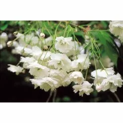 Prunus Avium 'Plena' | Cherry Blossom Tree | Bare Root | 110-140cm 7 Prunus Avium 'Plena' | Cherry Blossom Tree | Bare Root | 110-140cm -All Plants Sales Store TR1328 add image 1 c75b