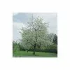 Prunus Avium 'Plena' | Cherry Blossom Tree | Bare Root | 110-140cm -All Plants Sales Store TR1328 main image bcd4