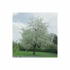 Prunus Avium 'Plena' | Cherry Blossom Tree | Bare Root | 110-140cm