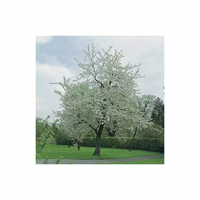 Prunus Avium 'Plena' | Cherry Blossom Tree | Bare Root | 110-140cm 3 Prunus Avium 'Plena' | Cherry Blossom Tree | Bare Root | 110-140cm