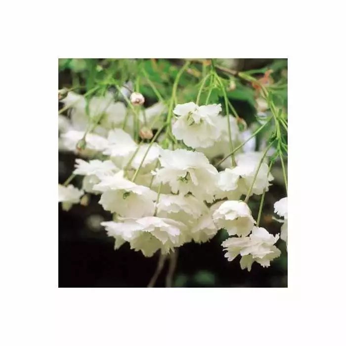 Prunus Avium 'Plena' | Cherry Blossom Tree | Bare Root | 110-140cm 4 Prunus Avium 'Plena' | Cherry Blossom Tree | Bare Root | 110-140cm - Image 2