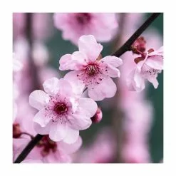 Prunus × Blireana | Flowering Plum Tree | Bare Root | 110-140cm