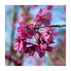 Prunus 'Collingwood Ingram' | Cherry Blossom Tree | Bare Root | 110-140cm