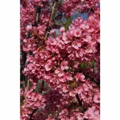 Prunus 'Kursar' Tree | Small Flowering Cherry Blossom Tree | Bare Root | 110-140cm -All Plants Sales Store TR1331 add image 2 4ce4