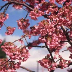 Prunus 'Kursar' Tree | Small Flowering Cherry Blossom Tree | Bare Root | 110-140cm -All Plants Sales Store TR1331 add image 3 c552