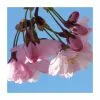 Prunus 'Pink Shell' | Cherry Blossom Tree | Bare Root | 110-140cm 2 Prunus 'Pink Shell' | Cherry Blossom Tree | Bare Root | 110-140cm -All Plants Sales Store TR1332 main image 3fcb