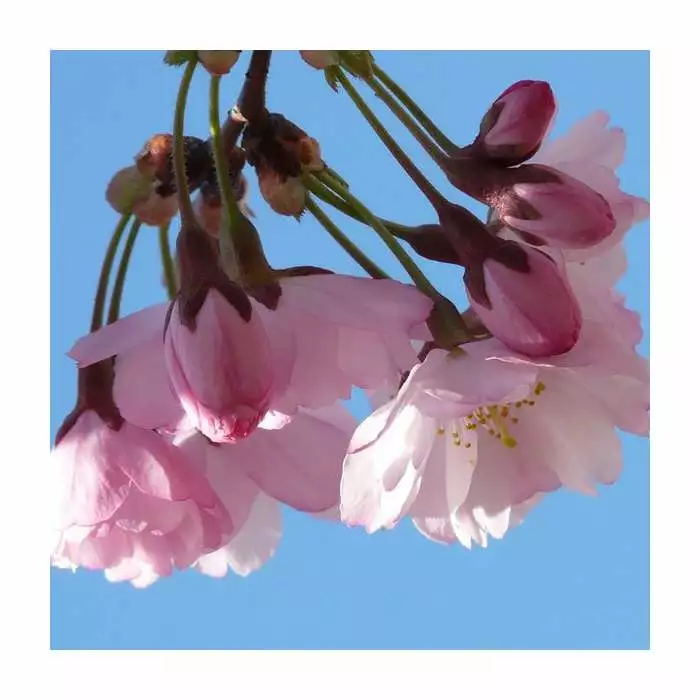 Prunus 'Pink Shell' | Cherry Blossom Tree | Bare Root | 110-140cm 3 Prunus 'Pink Shell' | Cherry Blossom Tree | Bare Root | 110-140cm