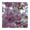 Prunus 'Spire' | Upright Cherry Blossom Tree | Bare Root | 110-140cm -All Plants Sales Store TR1336 main image 1ba4