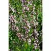 Prunus Tenella 'Fire Hill' | Flowering Almond Tree | Bare Root | 110-140cm -All Plants Sales Store TR1338 main image 192e