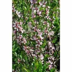 Prunus Tenella 'Fire Hill' | Flowering Almond Tree | Bare Root | 110-140cm