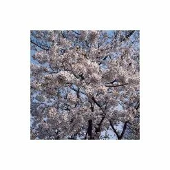 Prunus X Yedoensis 'Shidare-Yoshino' | Weeping Yoshino Cherry Blossom Tree | Bare Root | 110-140cm -All Plants Sales Store TR1339 add image 3 19fa