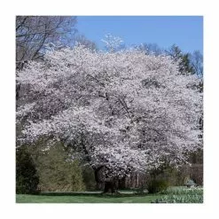 Prunus X Yedoensis 'Shidare-Yoshino' | Weeping Yoshino Cherry Blossom Tree | Bare Root | 110-140cm -All Plants Sales Store TR1339 add image 7 86f9