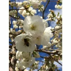 Prunus 'Shirotae' | Mount Fuji Cherry Blossom Tree | Bare Root | 110-140cm 8 Prunus 'Shirotae' | Mount Fuji Cherry Blossom Tree | Bare Root | 110-140cm -All Plants Sales Store TR1340 add image 1 babe
