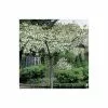 Prunus 'Shirotae' | Mount Fuji Cherry Blossom Tree | Bare Root | 110-140cm 1 Prunus 'Shirotae' | Mount Fuji Cherry Blossom Tree | Bare Root | 110-140cm -All Plants Sales Store TR1340 main image d494