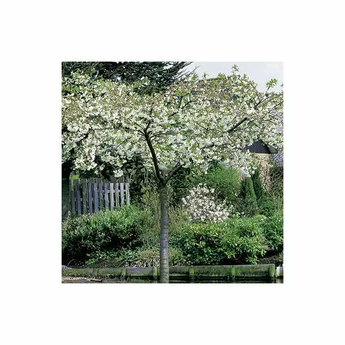 Prunus 'Shirotae' | Mount Fuji Cherry Blossom Tree | Bare Root | 110-140cm 3 Prunus 'Shirotae' | Mount Fuji Cherry Blossom Tree | Bare Root | 110-140cm