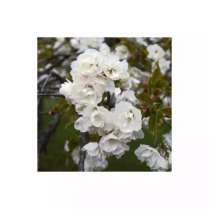 Prunus 'Shirotae' | Mount Fuji Cherry Blossom Tree | Bare Root | 110-140cm 4 Prunus 'Shirotae' | Mount Fuji Cherry Blossom Tree | Bare Root | 110-140cm - Image 2