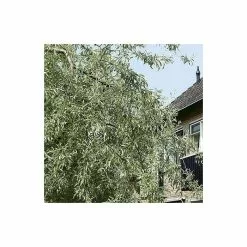 Pyrus Salicifolia 'Pendula' Tree | Weeping Silver Pear Tree | Bare Root | 110-140cm -All Plants Sales Store TR1341 add image 3 4cca