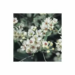 Pyrus Salicifolia 'Pendula' Tree | Weeping Silver Pear Tree | Bare Root | 110-140cm -All Plants Sales Store TR1341 add image 4 6de1