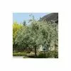 Pyrus Salicifolia 'Pendula' Tree | Weeping Silver Pear Tree | Bare Root | 110-140cm -All Plants Sales Store TR1341 main image fe6e