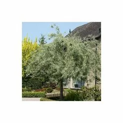 Pyrus Salicifolia 'Pendula' Tree | Weeping Silver Pear Tree | Bare Root | 110-140cm