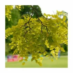 Robinia Pseudoacacia 'Frisia' | Yellow False Acacia Tree | Bare Root | 110-140cm -All Plants Sales Store TR1342 add image 2 1323
