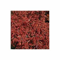 Amelanchier Canadensis | Serviceberry Tree | Bare Root | 110-140cm -All Plants Sales Store TR1344 add image 1 b3a3