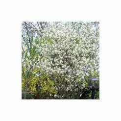 Amelanchier Canadensis | Serviceberry Tree | Bare Root | 110-140cm -All Plants Sales Store TR1344 add image 2 9567