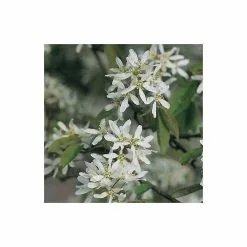 Amelanchier Canadensis | Serviceberry Tree | Bare Root | 110-140cm -All Plants Sales Store TR1344 add image 4 dd9e