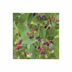 Amelanchier Canadensis | Serviceberry Tree | Bare Root | 110-140cm -All Plants Sales Store TR1344 add image 5 b860