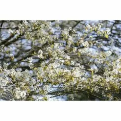 Amelanchier Canadensis | Serviceberry Tree | Bare Root | 110-140cm -All Plants Sales Store TR1344 add image 6 f6bf