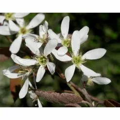 Amelanchier Canadensis | Serviceberry Tree | Bare Root | 110-140cm -All Plants Sales Store TR1344 add image 7 2f23
