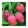 20-30cm 5 X Raspberry Joan J | Bare Root -All Plants Sales Store TR1347 main image 2f69